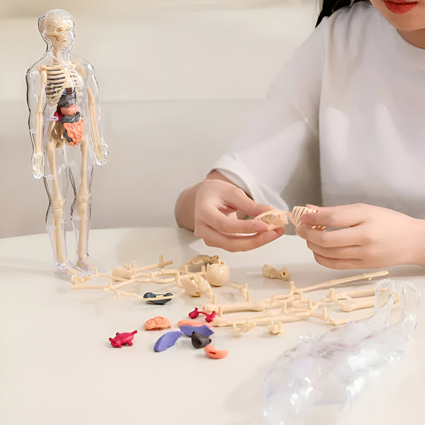 Cilvēka anatomijas modelis - 16 izņemami orgāni un kauli | FLESHTOPIA